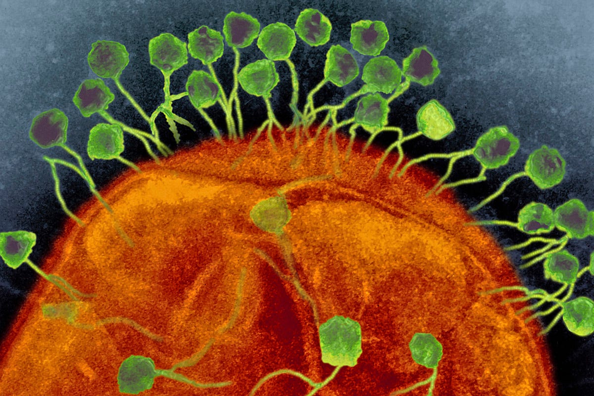 Phages attacking a bacterium. Credit