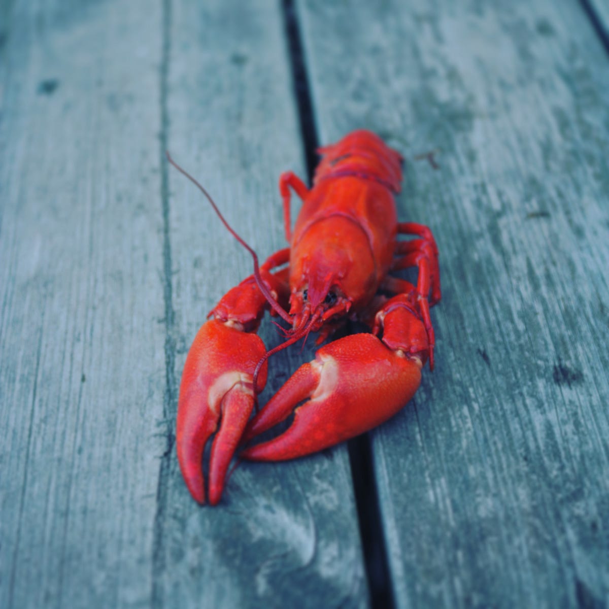 The Price of Lobsters Has Skyrocketed, Yet Historically They Were