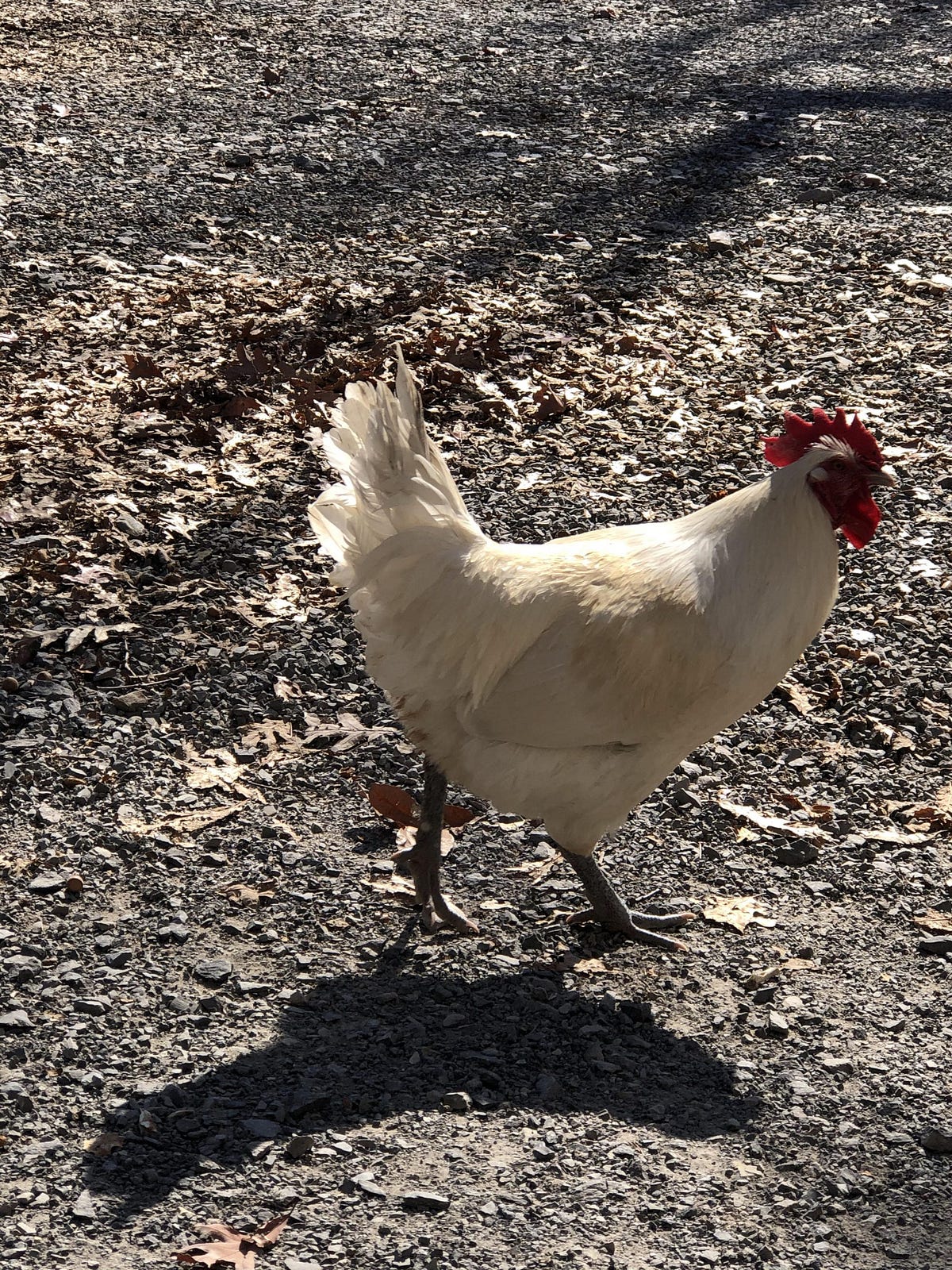 AVERAGE AGE OF CHICKENS visual data 7