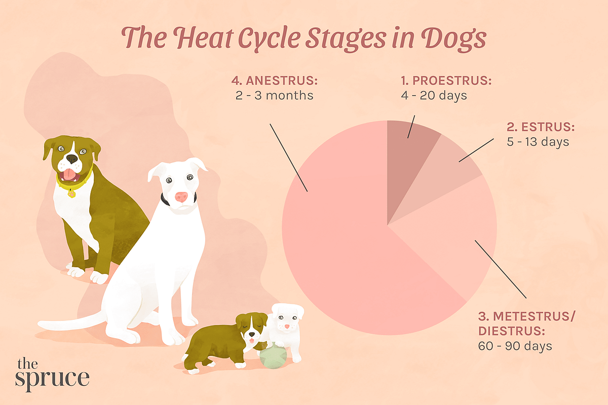 How Long Are Dogs In Season For Key Facts Unleashed By Fran R how-long-are-dogs-in-season-for-key-facts-unleashed-by-fran-r