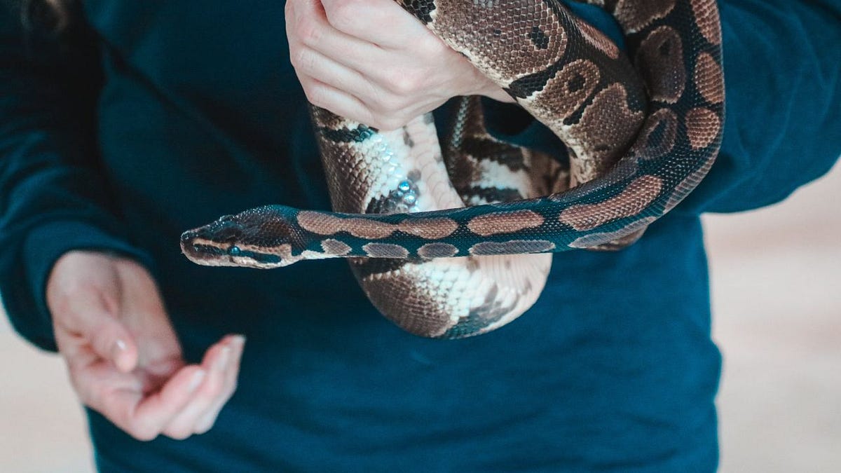 How to Care for Your Burmese Python as a Pet and Forge a Lifelong Bond ...