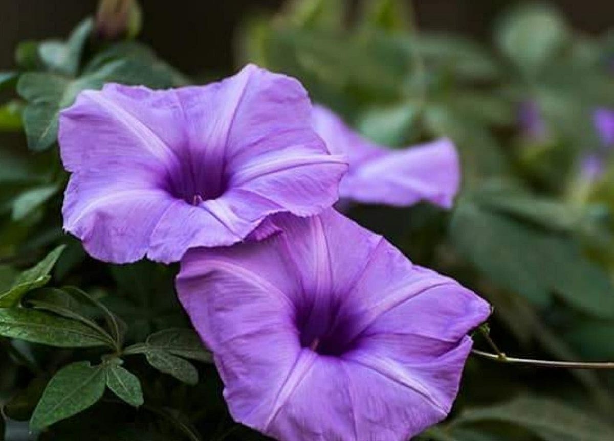 How To Prune Mexican Petunia, 2022 — Harvest House by Harvest House
