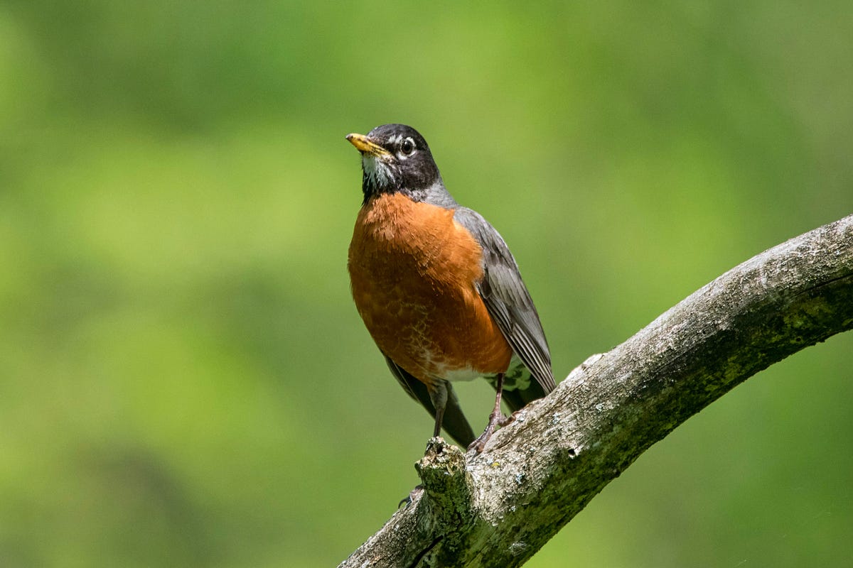 Chest Out, Wings Up, Red Robin’s Ready To Rumble! | by Jerileewei ...
