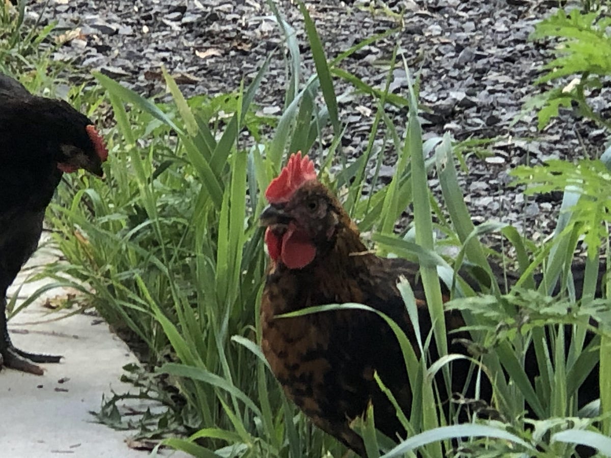 Are Backyard Chickens Dirty? Backyard Chicken News Medium