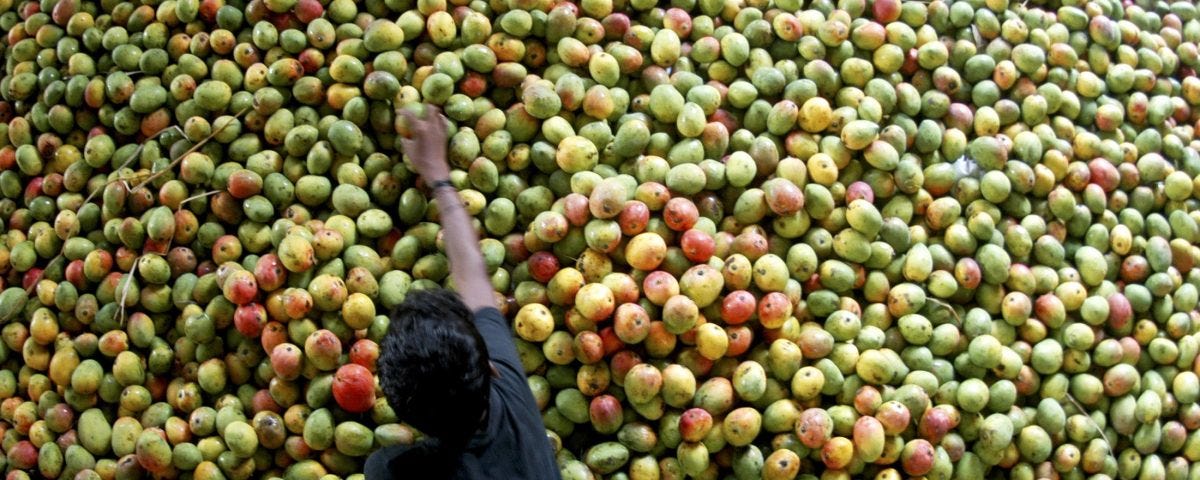 Want to save your mangoes from fruit flies, Hide Them! | by