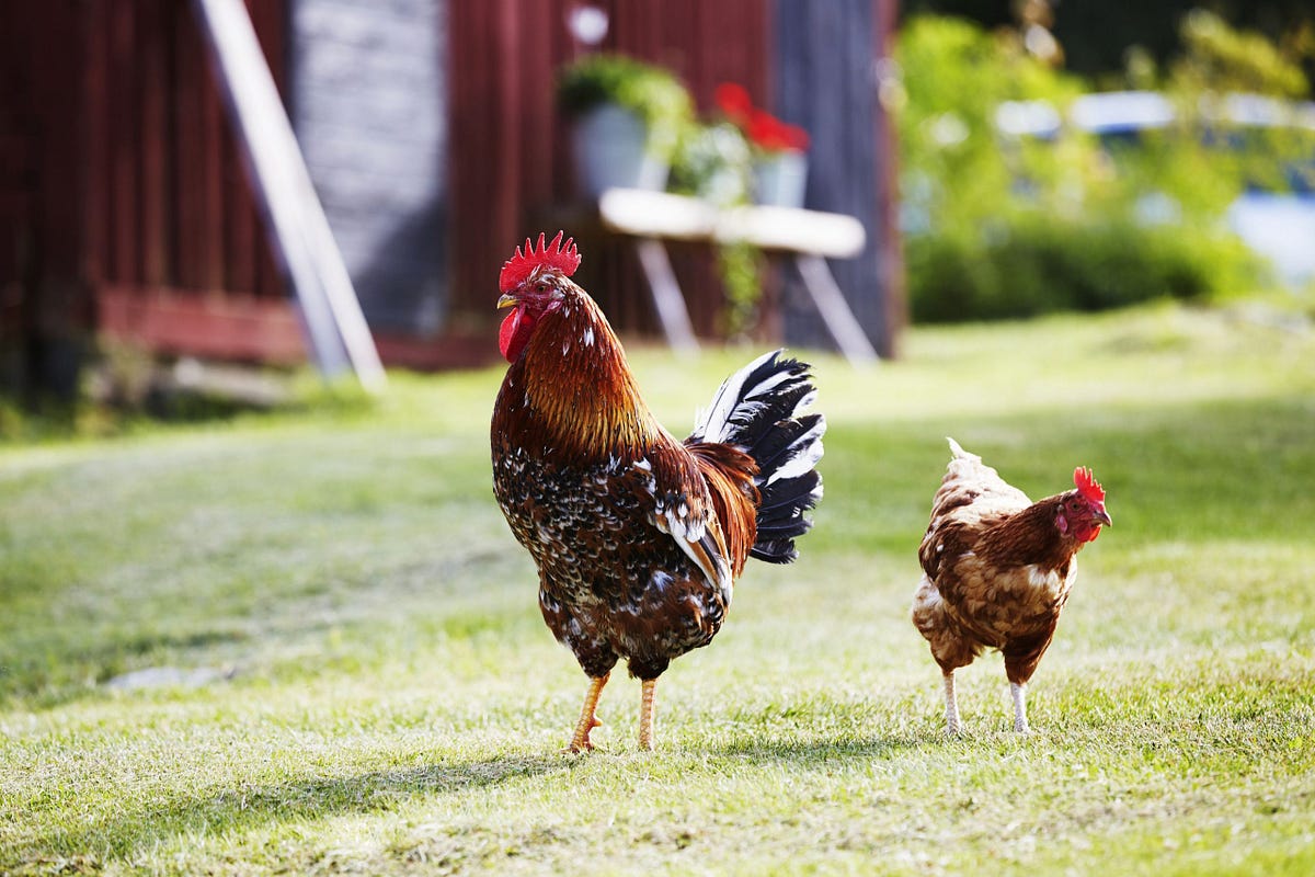 How Can You Keep Your Backyard Chickens Smelling Fresh? Backyard Chicken News Medium