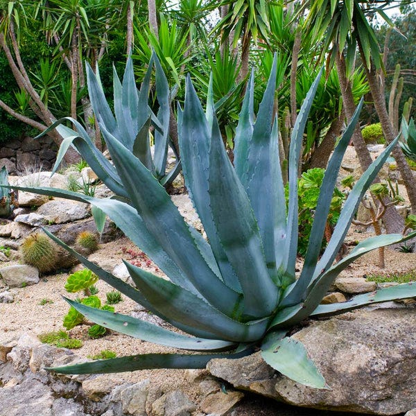 THE AGAVE PLANT: GIFT FROM THE GODS AND TEQUILA SPIRIT | by Sandra  Schindler | Medium