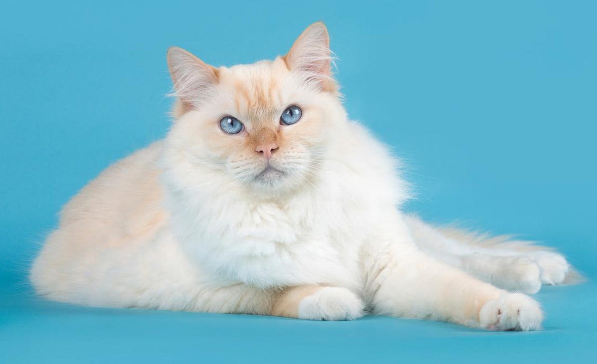 Why Do I Need to Bathe My Ragdoll Cat? by Maine Coon Cats Medium