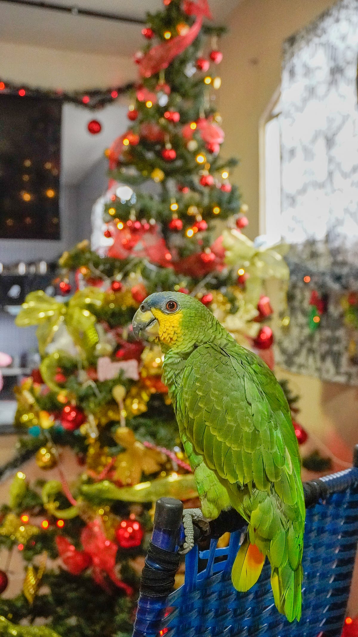 The Christmas With the Talking Parrots by Amanda Garland Jun, 2023