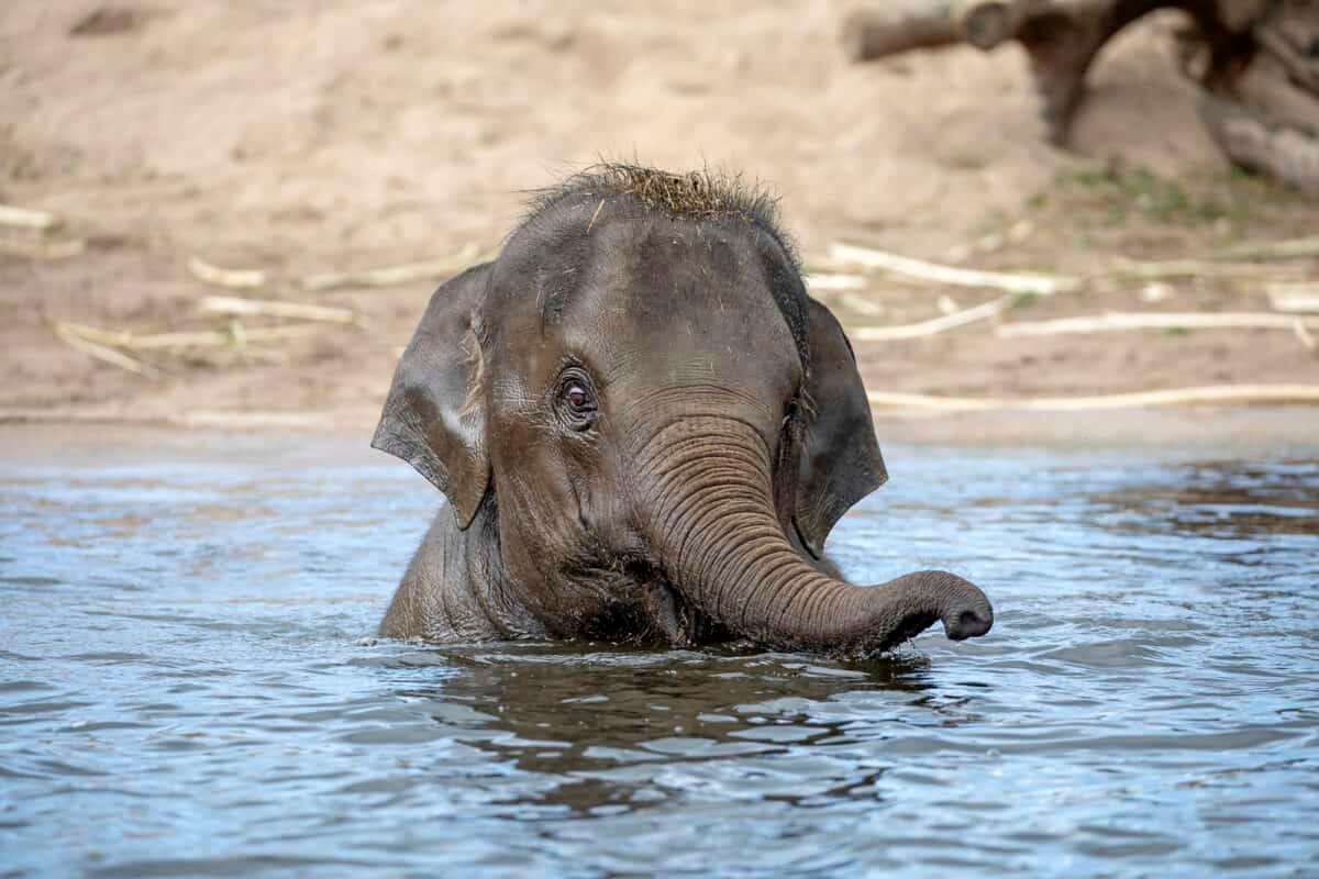 Adorable Baby Elephant Sees The Ocean For The First Time | by Animals  Around The Globe | Medium