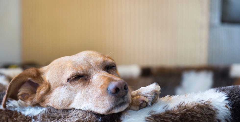 Can You Guess the Most Common Dog Breed in San Francisco? — The Bold Italic — San Francisco