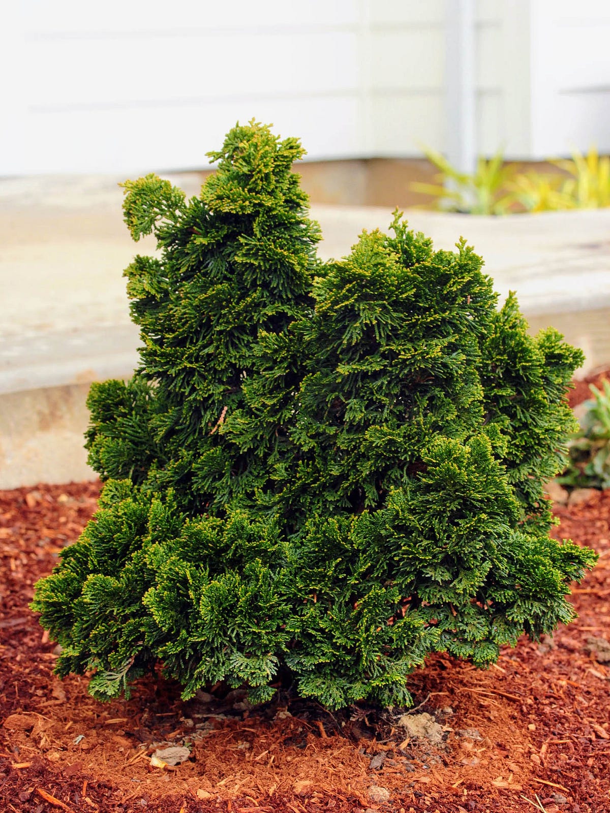 How big does a Hinoki cypress get? by Conifer Kingdom Medium