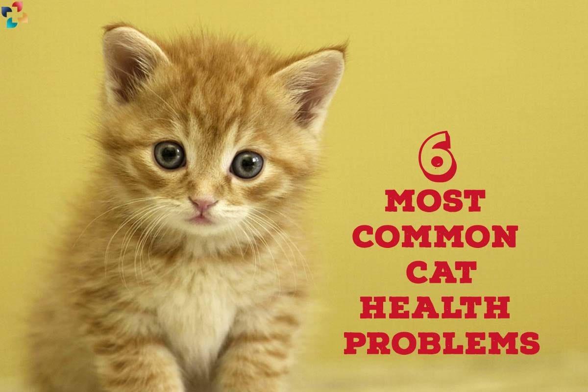 6 Most Common Cat Health Problems by Thelifesciencemagazine Medium