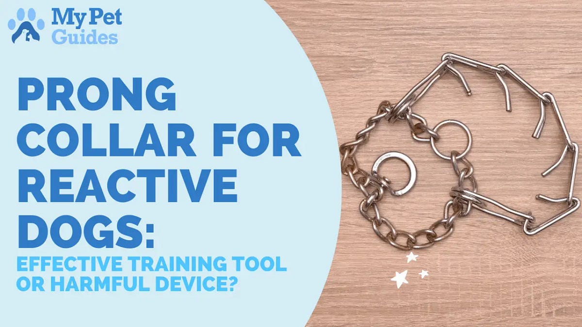 Prong Collar for Reactive Dogs Effective Training Tool or Harmful