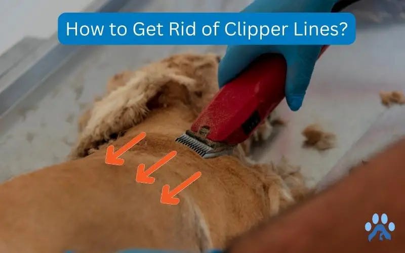 How to Get Rid of Clipper Lines? — Pets Guide by Pets Guide Medium