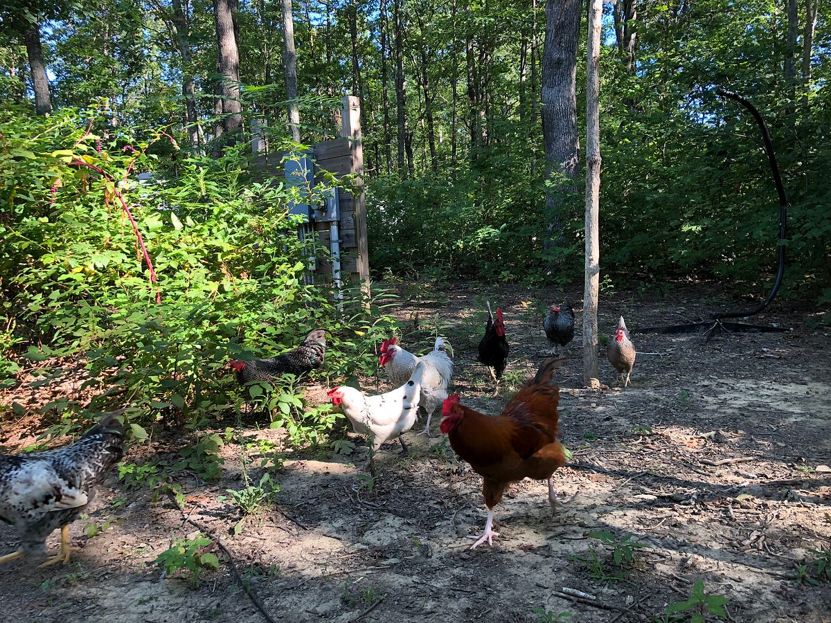 Can You Spot the Winning Chicken At the Pennsylvania Central Avian Club