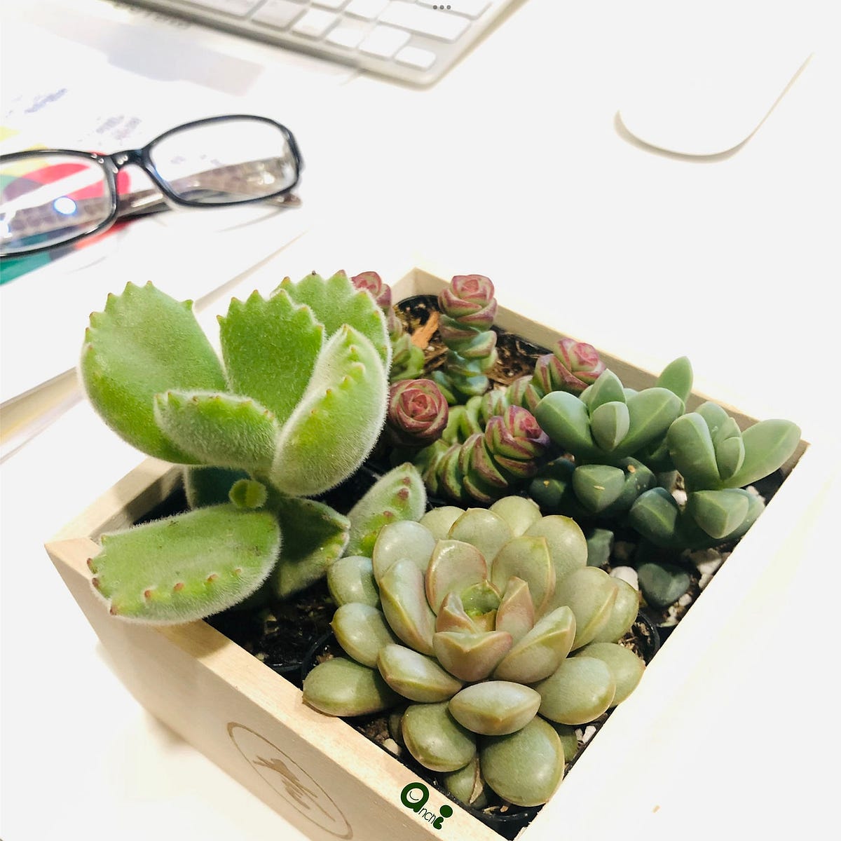 Succulent Symphony. “When you take a flower in your hand… by Square98