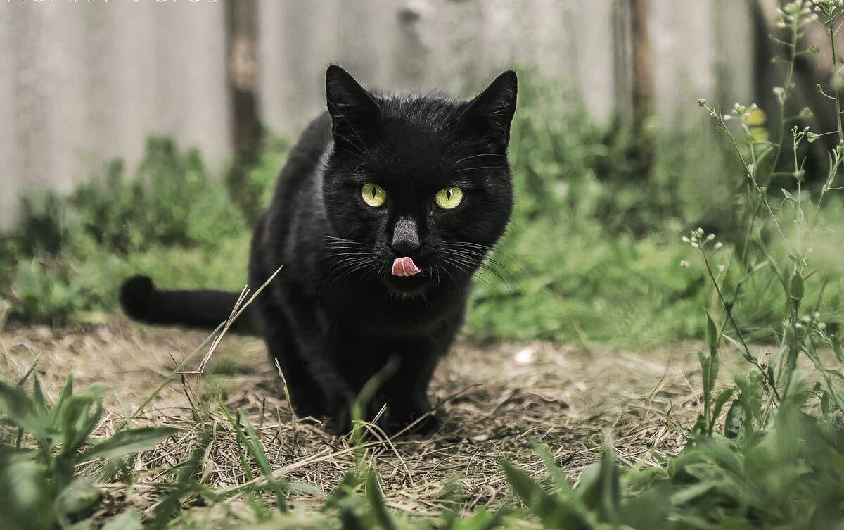 It’s National Black Cat Day (UK) October 27, 2024 by Checkiday