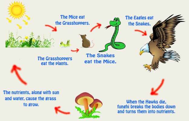 Why are Decomposers Important to the Food Chain | Health Tips | by kitchene  m | Medium