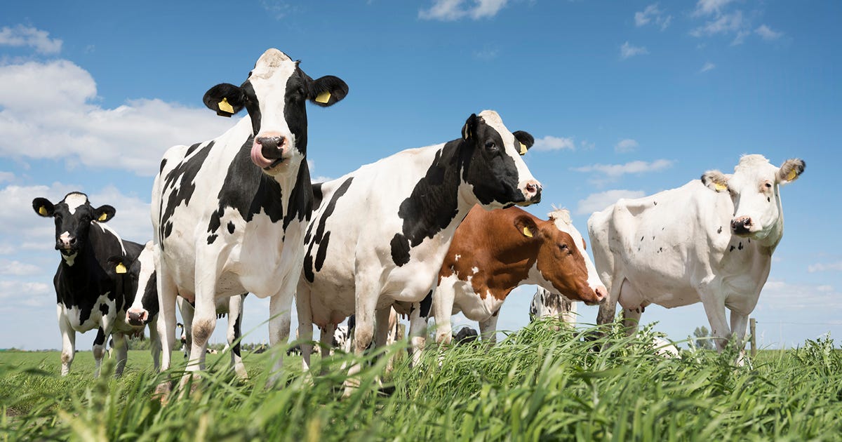 Herd Mentality