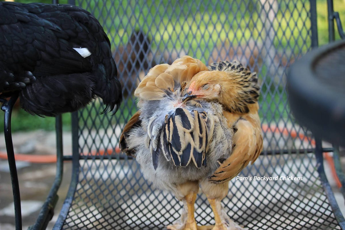 Can You Raise Chickens Without Feed? Backyard Chicken News Medium