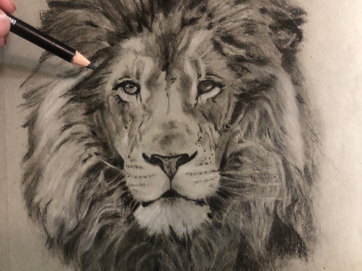 Drawing a Lion! Realistic Art with Charcoal | by @Simon | Medium