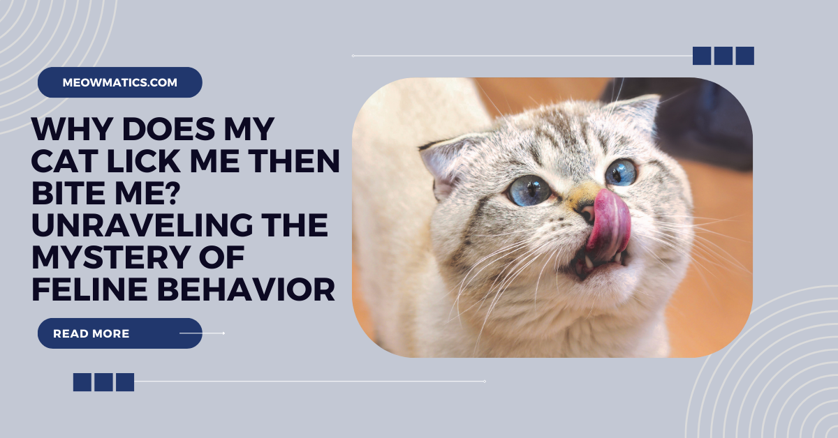 5 Reasons Why Does My Cat Bring Me Toys? The tidy Cat