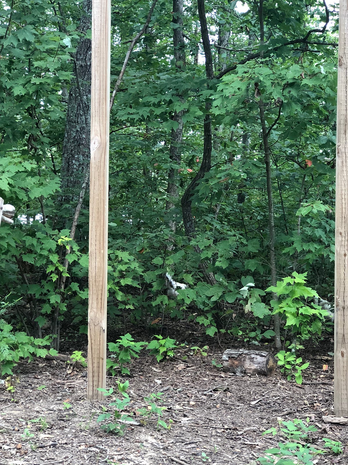 Can You Raise Chickens Without Grain? Backyard Chicken News Medium