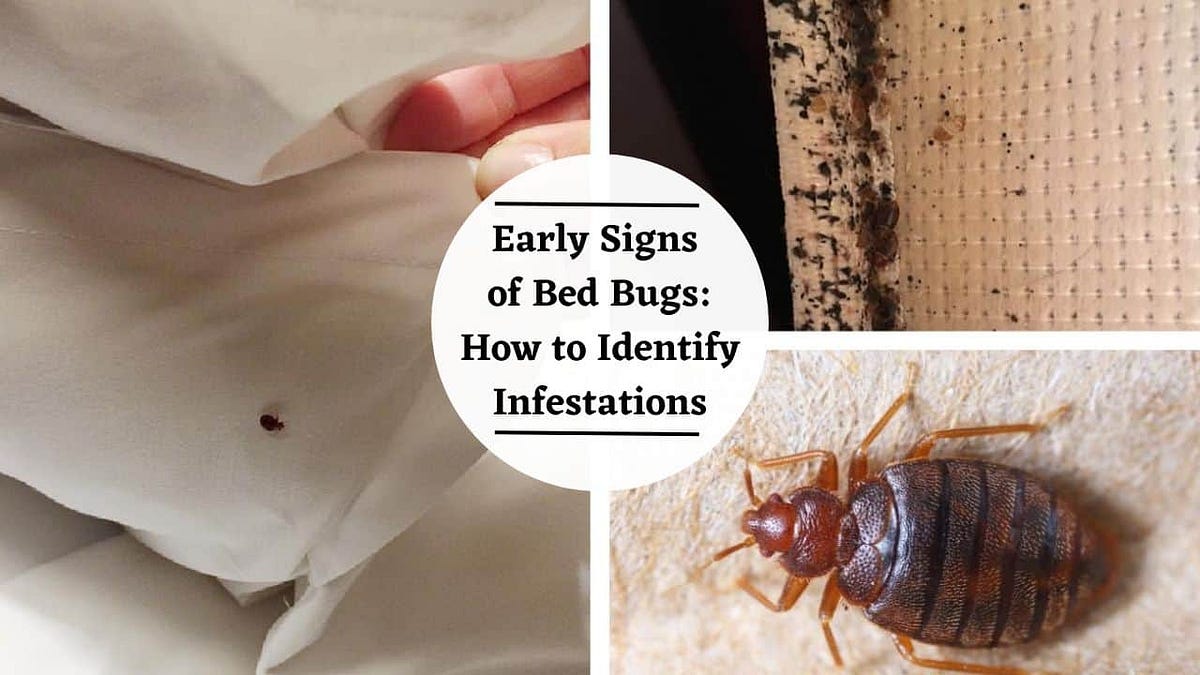 Early Signs of Bed Bugs How to Identify Infestations by Mike Mahajan