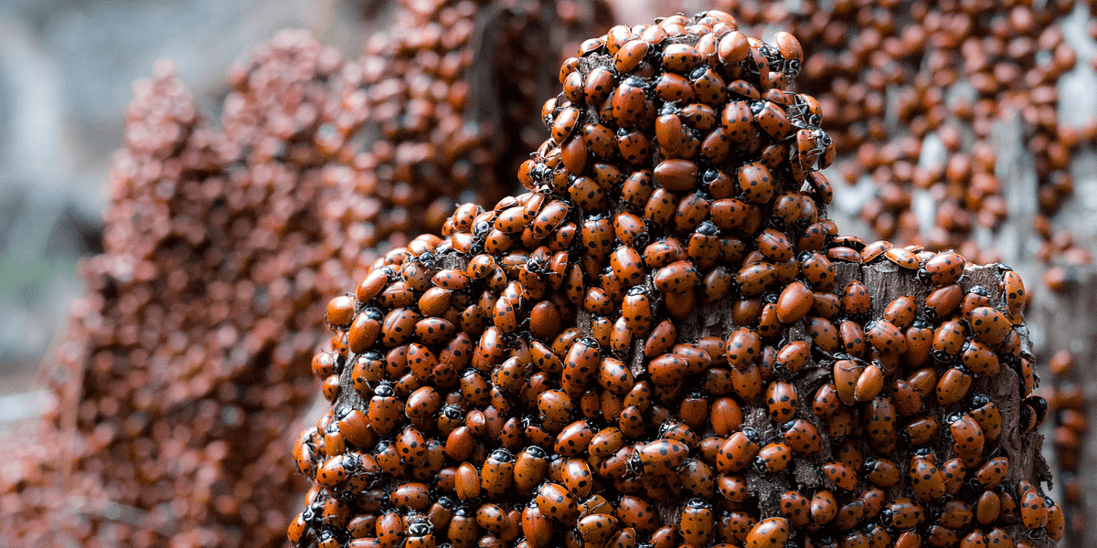 Image of: Millions of Ladybugs Converge in Oakland Redwoods