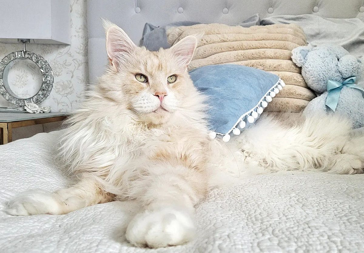 How Much Do Maine Coon Cats Cost? by Maine Coon Cats Medium