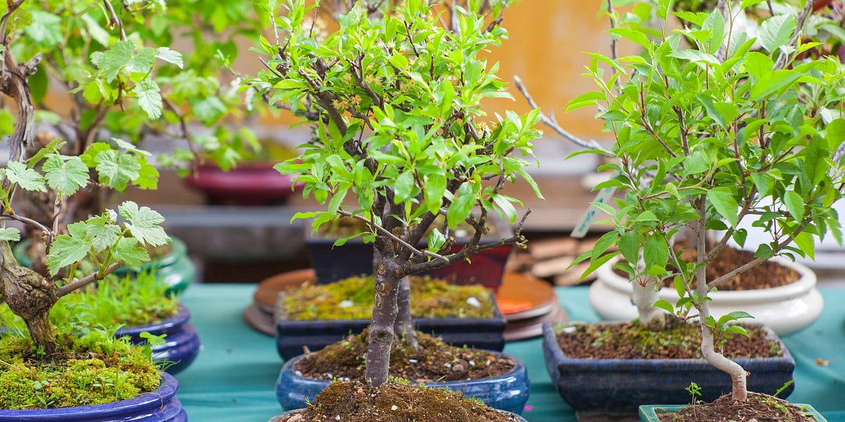 The Meaning Behind Receiving a Bonsai Tree as a Gift | by Mariya Kanegi |  Medium
