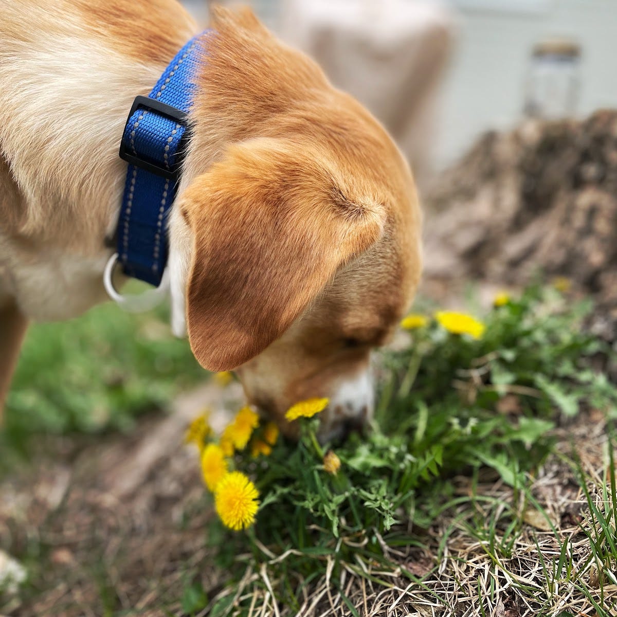 Daffodils, Dandelions, and Dogs Blossoms of Beautiful Minds Medium