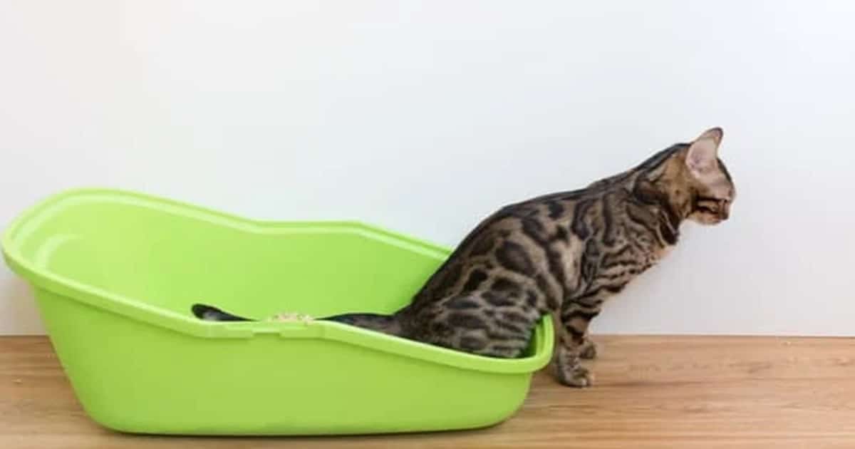 Does Your Cat Pee Outside The Box? Know Why! by Rocks Jul, 2023