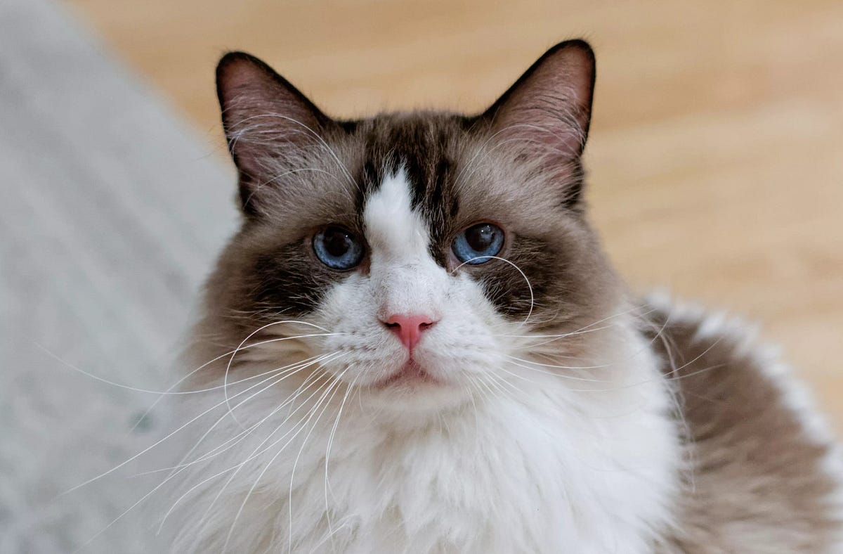 Is My Cat a Ragdoll Mix? | by Maine Coon Cats | Medium