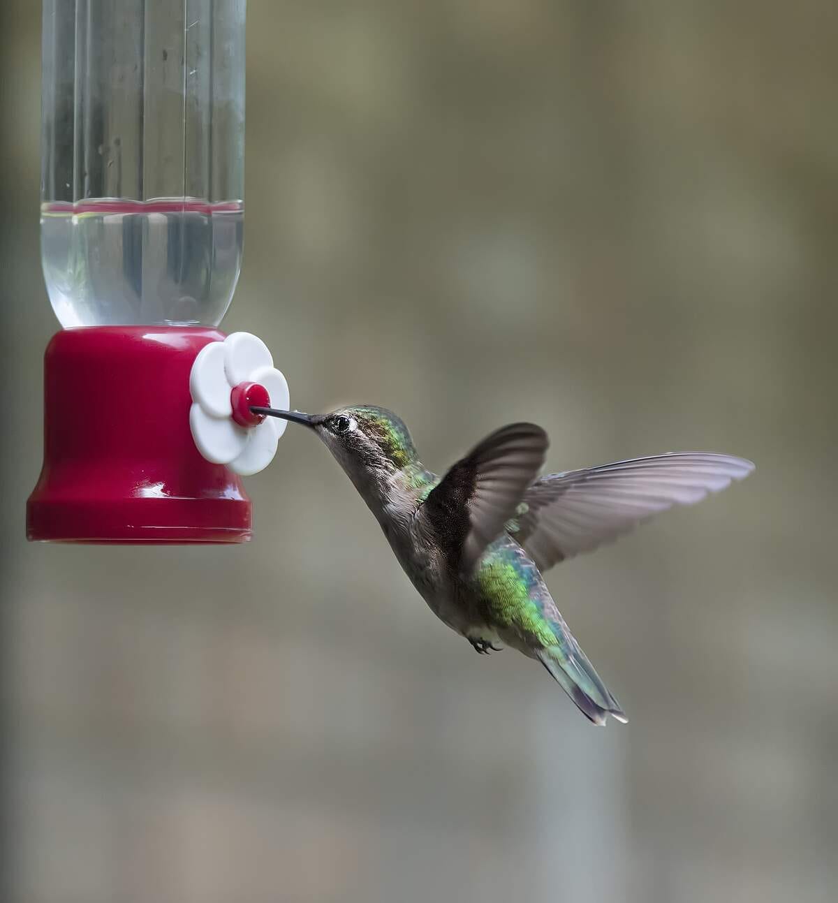 It’s National Hummingbird Day September 7, 2024 by Checkiday Sep