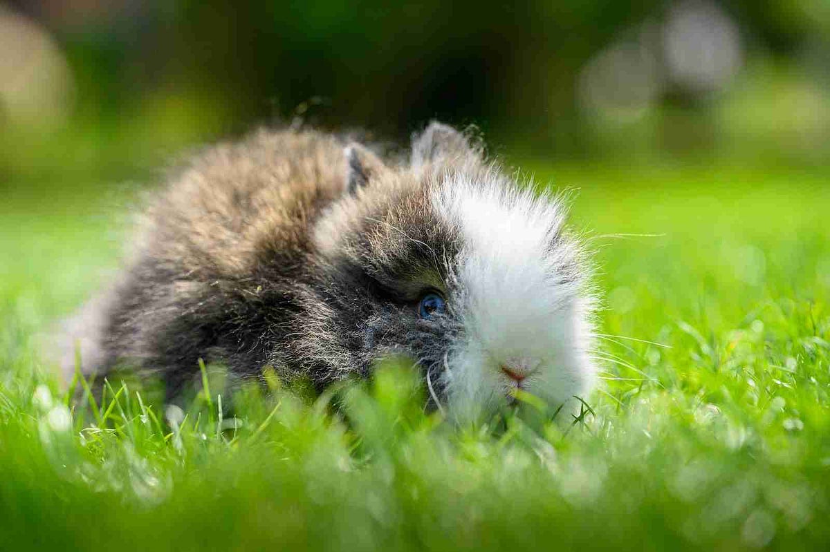 Is the Argente Brun Rabbit’s Temperament As Unique As Its Name ...