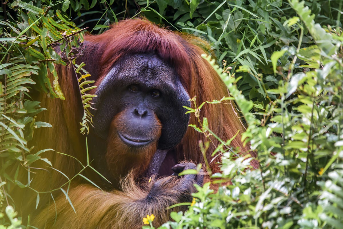 Orangutans: Intelligent, Social and Endangered. | by Jodes Wiltshire