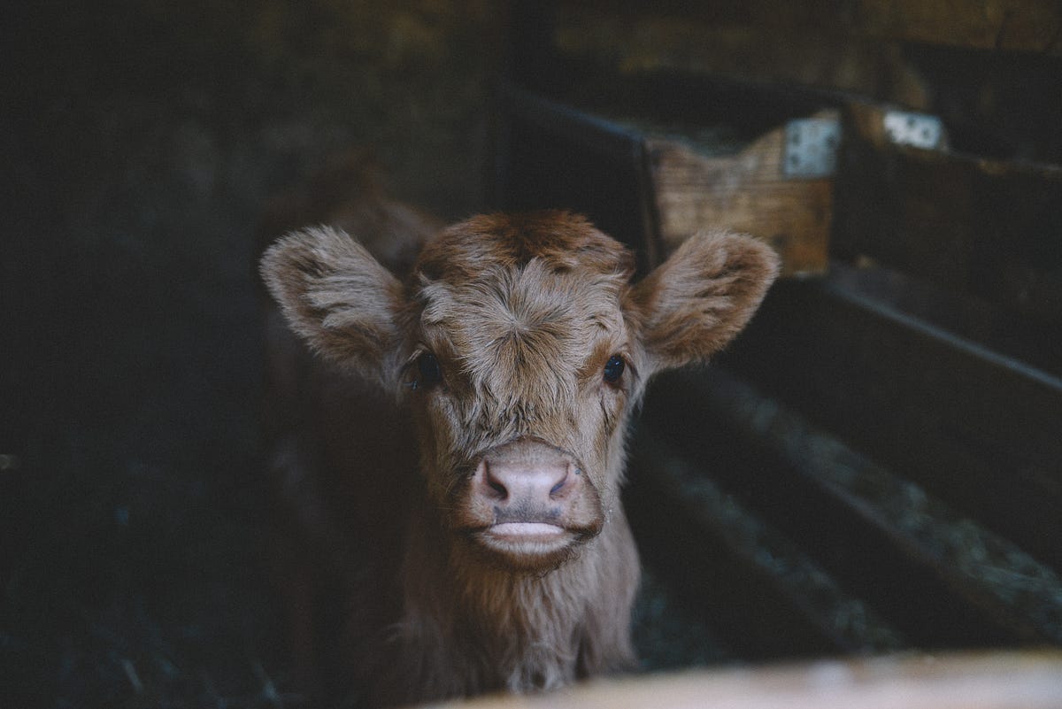 How Did All These Cows Get Here? photo picture