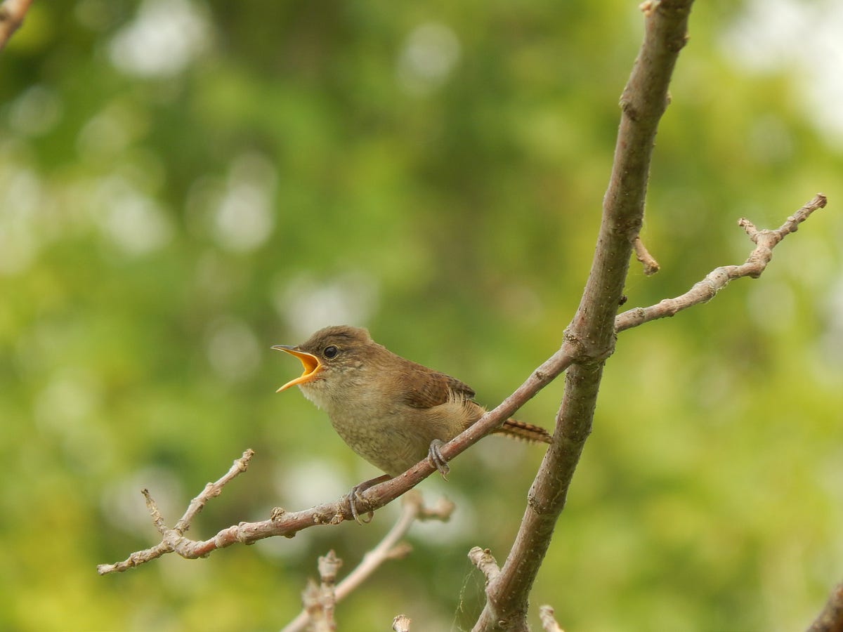 A Happy Distraction By A Wren Bird - The Daily Cuppa - Medium