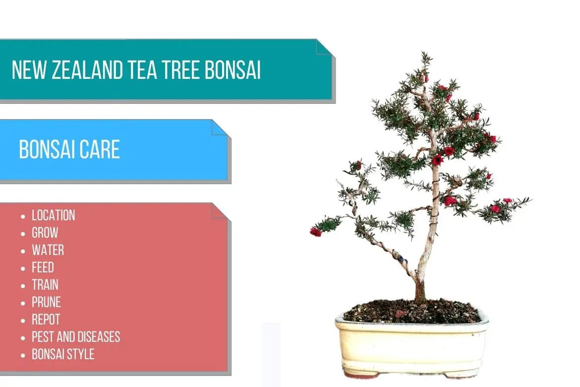 New Zealand tea tree bonsai care by Bhupinder Singh Medium