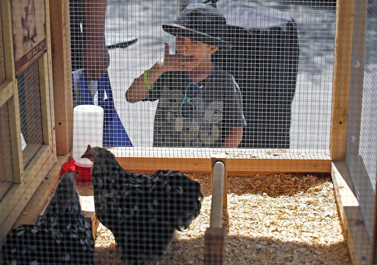 Why Are My Backyard Chickens Laying Eggs with Pale Yolks? Backyard
