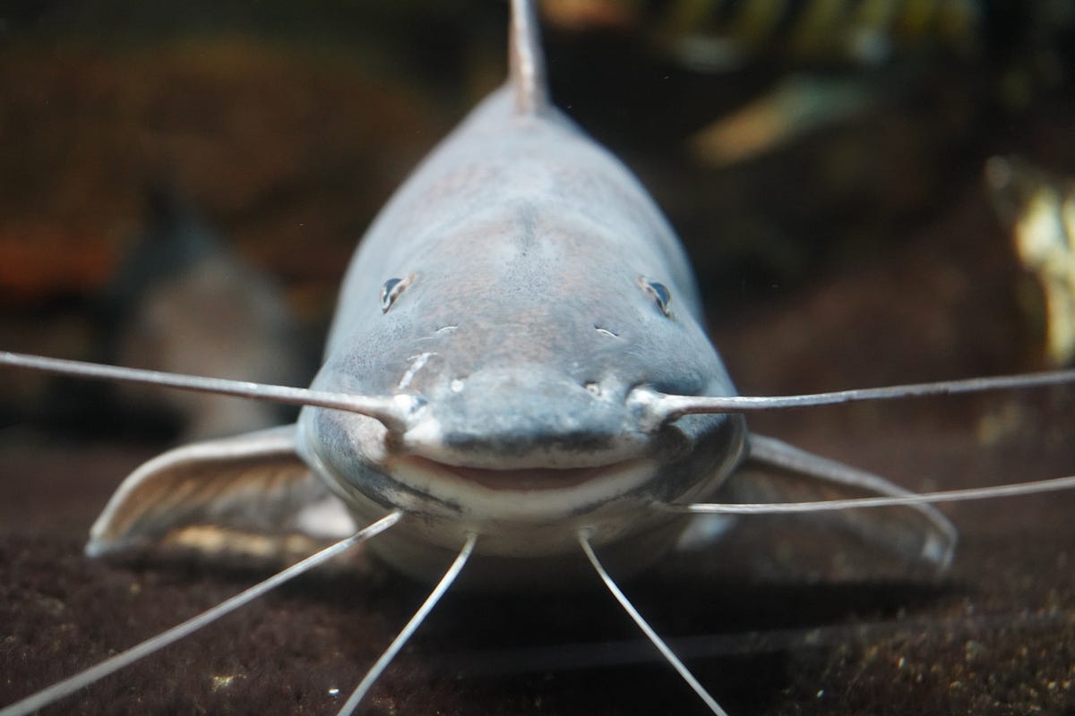 Would You Eat Catfish Injected With Alligator DNA? by Teepe