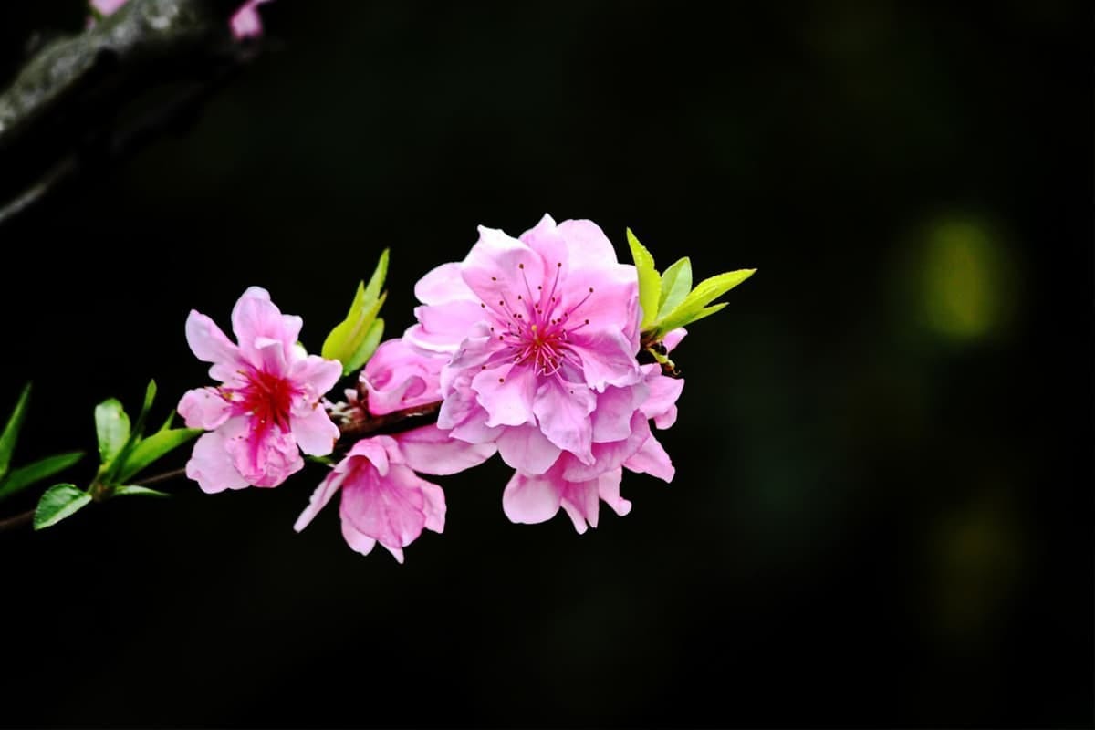 Learn About The Peach Blossom: Basics, Types, Growth & Care, Value