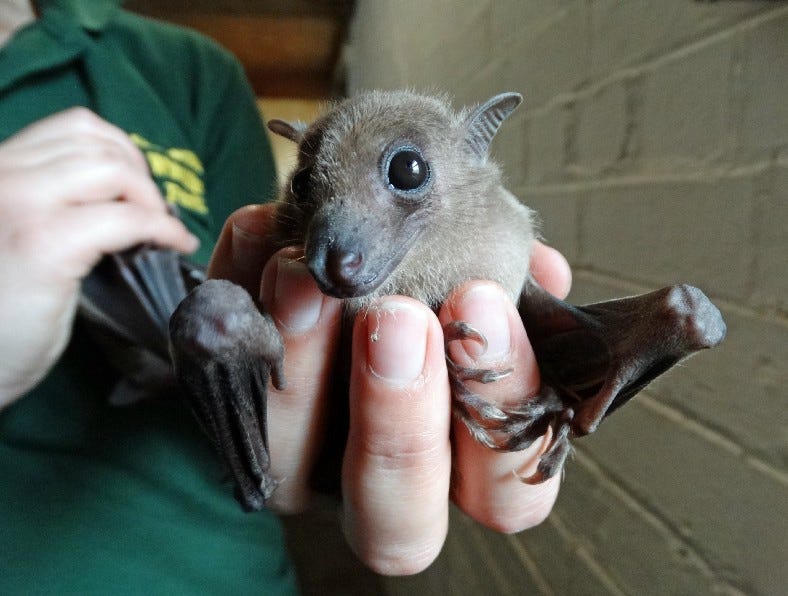 Hand-Rearing Egyptian Fruit Bat Babies | by Susie Kearley | Petness | Medium