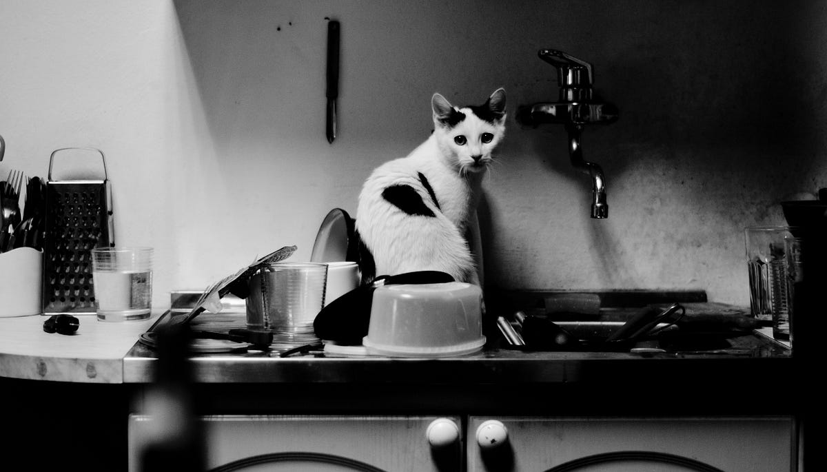 How to Stop Your Cat from Jumping on the Kitchen Counter by Ophélie