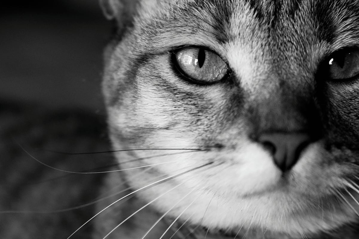 Are Cats Psychic?. They seem to know things | by Nancy Parish | The ...