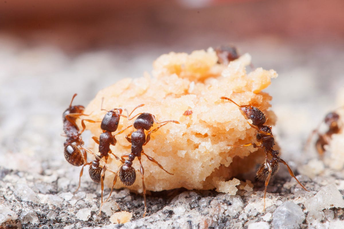 Pest Control Service for Carpenters with Professional Ant Exterminators