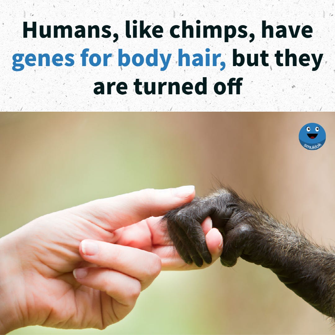 Chimps, orangutans, mice, horses and other mammals are covered with it