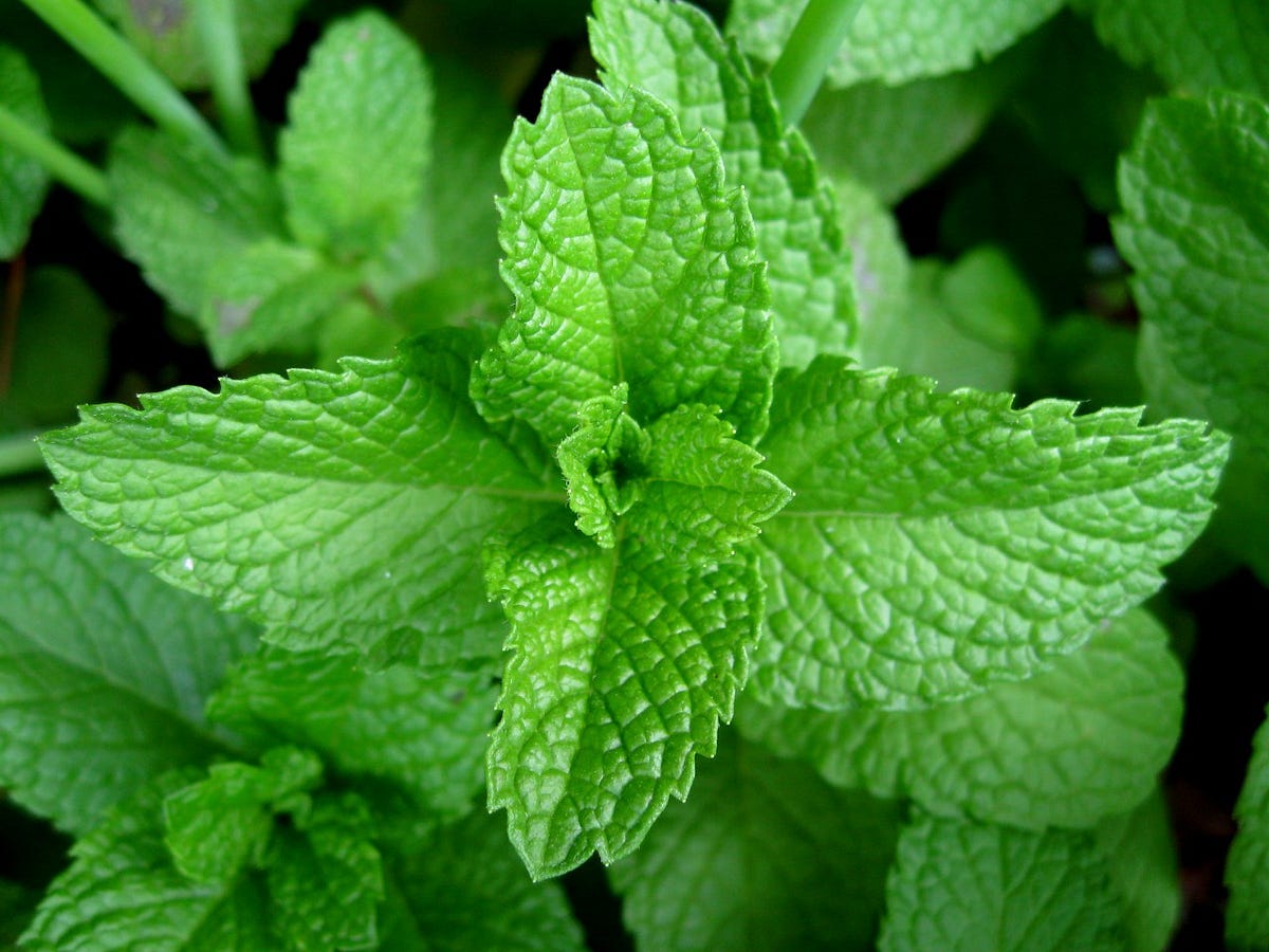 Mint; health benefits and side effects Aisha Singh Medium